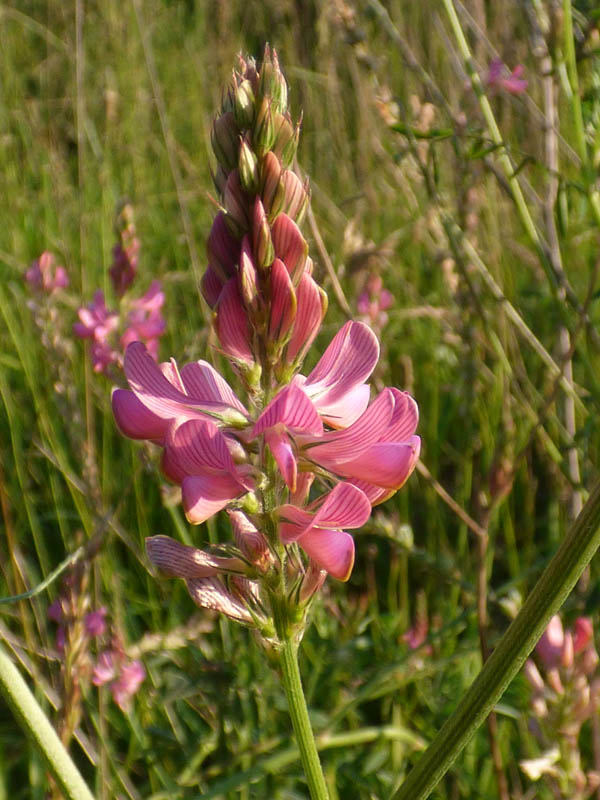 Onobrychis viciifolia